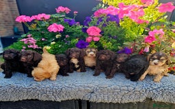 Cockapoo dogs for sale: Top quality F1 health tested cockapoos  - Image 1