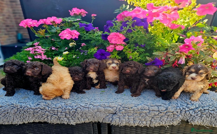 Cockapoo dogs - Advert 6