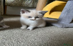 Persian cats for sale: Our cute adorable little female seal point  - Image 19