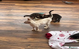 Bengal cats for sale: Bengal babies  - Image 17