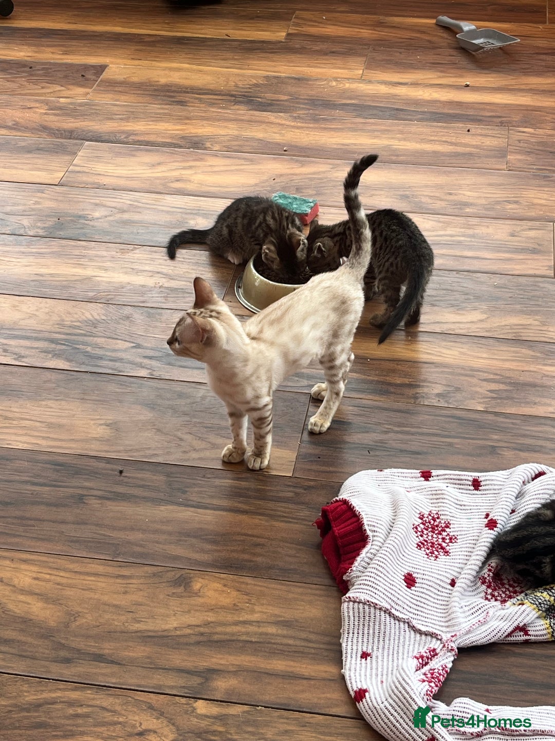 Bengal cats for sale: Bengal babies  - Image 17