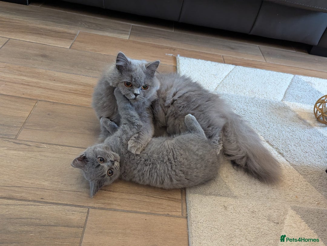 British Longhair cats for sale: Beautiful cat Luna looking for a loving home. - Advert 5