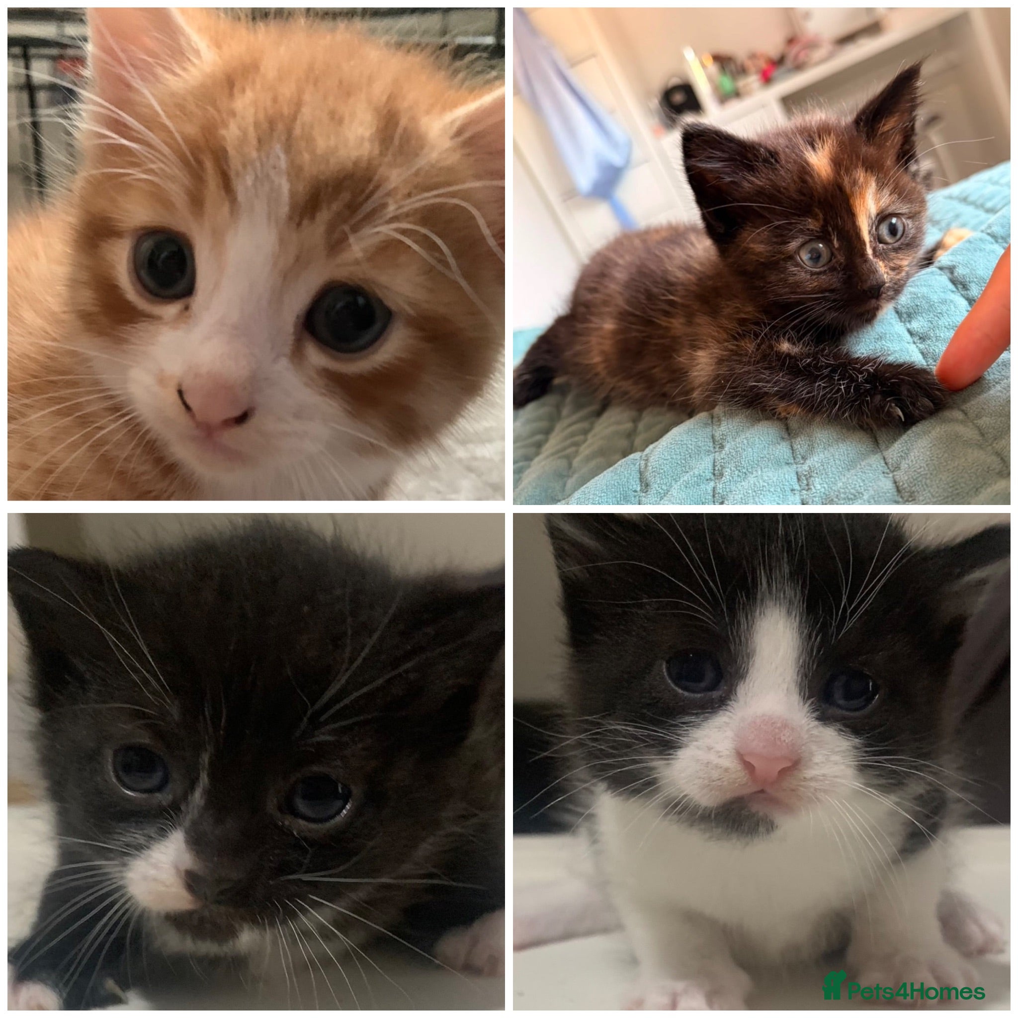 Mixed Breed cats Beautiful litter of kittens  - Advert 1