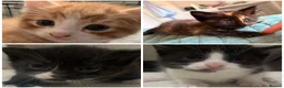 Mixed Breed cats for sale: Beautiful litter of kittens  - Advert 1