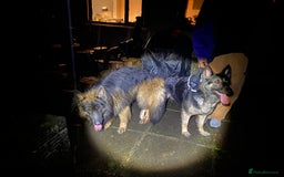 German Shepherd dogs for stud: ⭐️ Health tested, Proven, KC reg GSD ⭐️  - Image 9