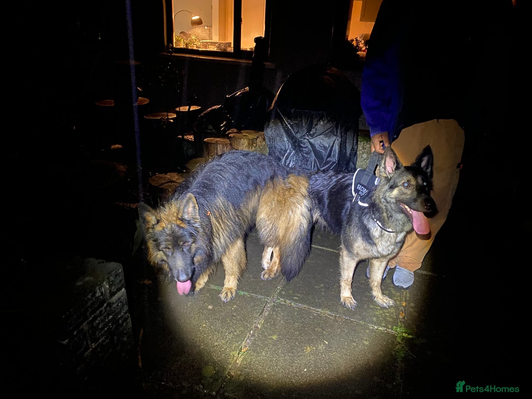 German Shepherd dogs for stud: ⭐️ Health tested, Proven, KC reg GSD ⭐️  - Image 9