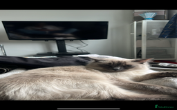 Ragdoll cats for sale: Bluepoint Ragdoll Female 🐱 - Image 4