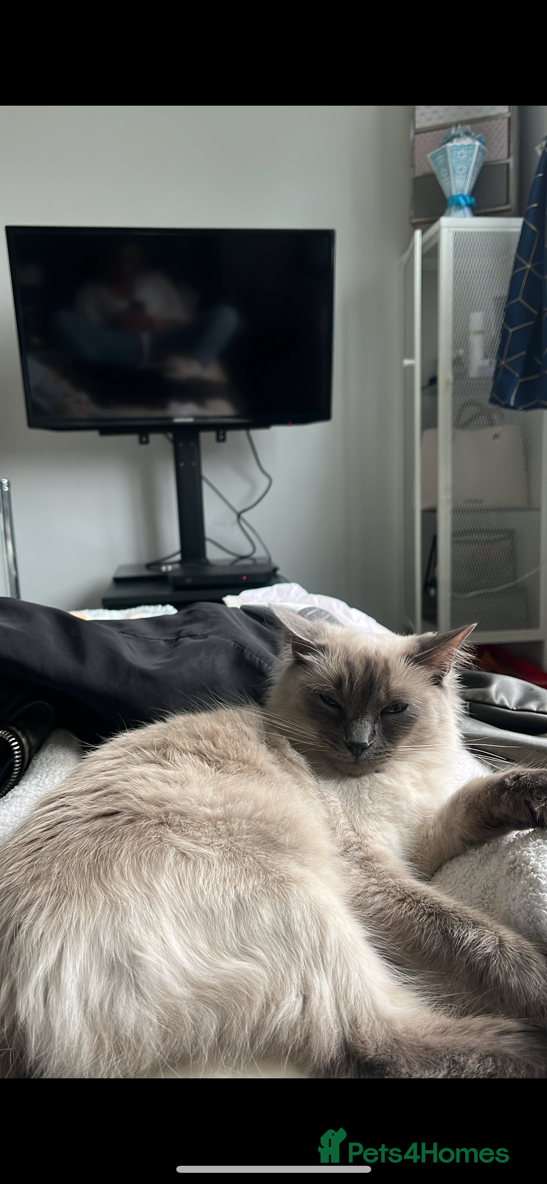 Ragdoll cats for sale: Bluepoint Ragdoll Female 🐱 - Image 4