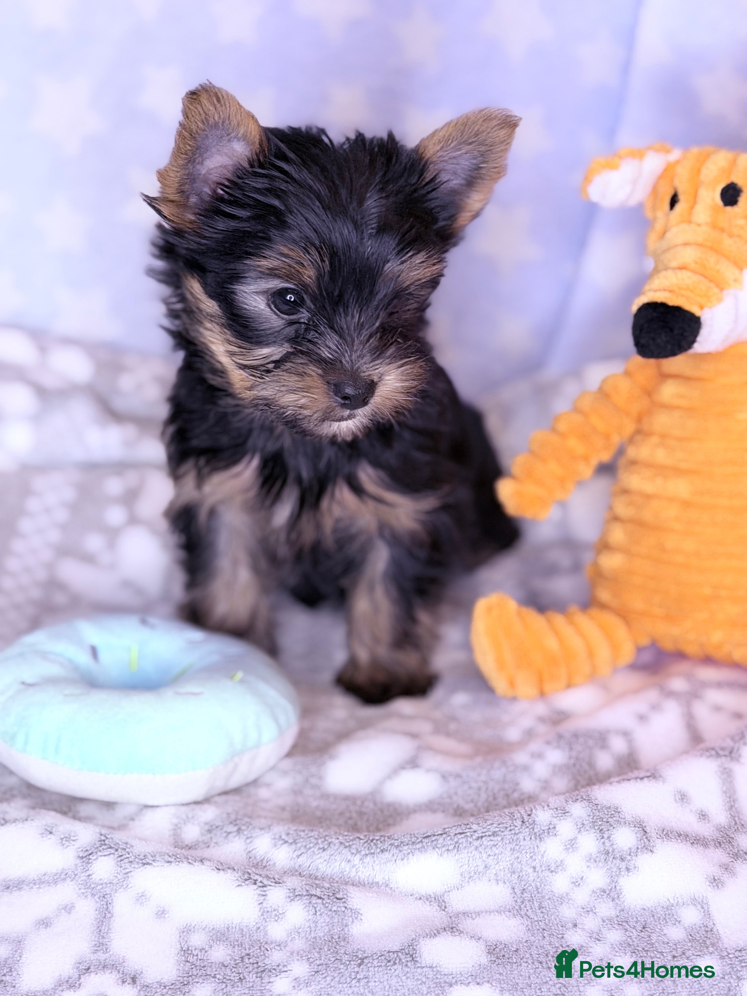 Yorkshire Terrier dogs Ready Now Last Small Boy Yorkshire Terrier  - Advert 11
