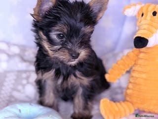 Yorkshire Terrier dogs Ready Now Last Small Boy Yorkshire Terrier - Advert 11