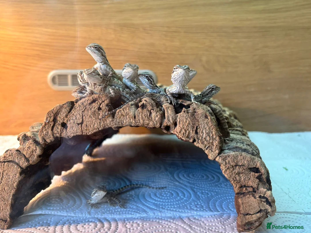 Bearded Dragon reptiles for sale: Baby bearded dragon in Salisbury - Advert 2