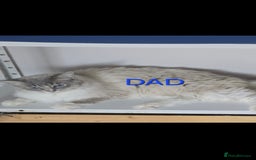 Ragdoll cats for sale: 🐾 DUE 14TH OCTOBER 🐾 - Image 4