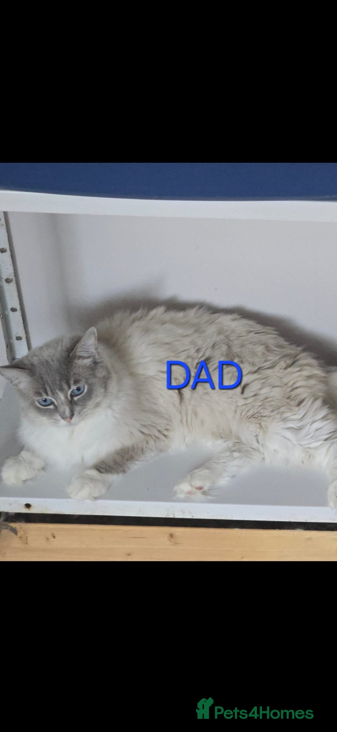 Ragdoll cats for sale: 🐾 DUE 14TH OCTOBER 🐾 - Image 4