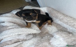 Jack Russell dogs for sale: Jack Russel puppies  - Image 6