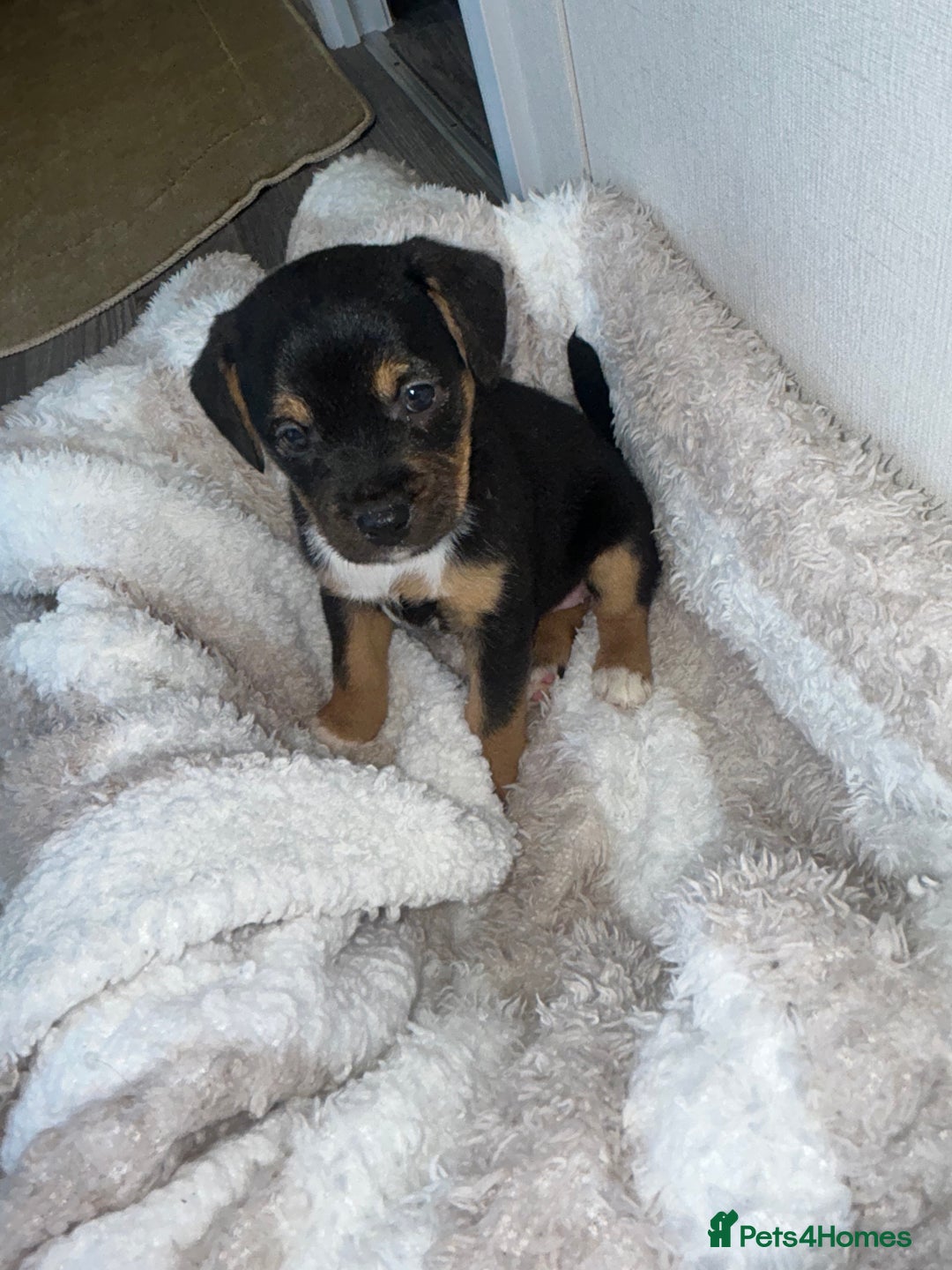 Jack Russell dogs for sale: Jack Russel puppies  - Image 6