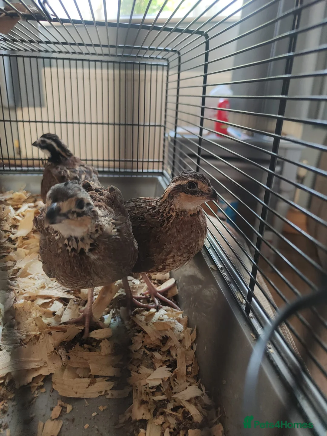 Quail poultry for sale: Trio of bobwhite quail  in Barnsley - Advert 4