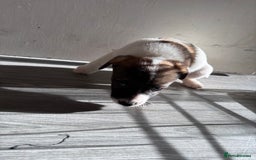 Jack Russell dogs for sale: 3 stunning Jack Russell’s  - Image 12