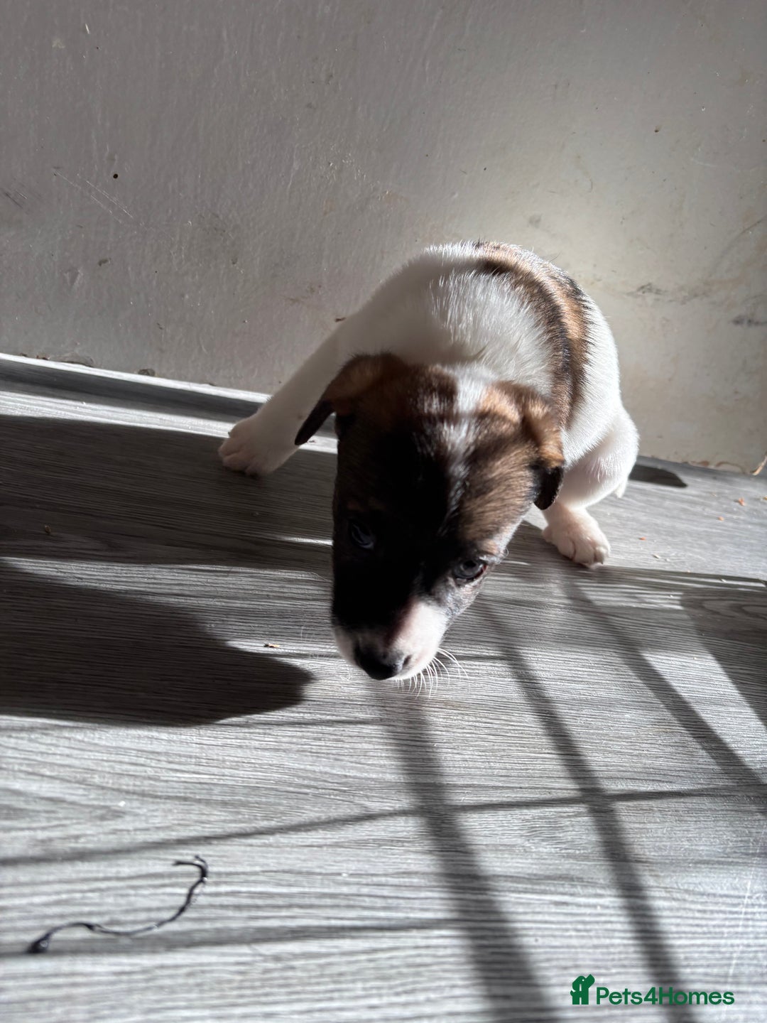 Jack Russell dogs for sale: 3 stunning Jack Russell’s  - Image 12