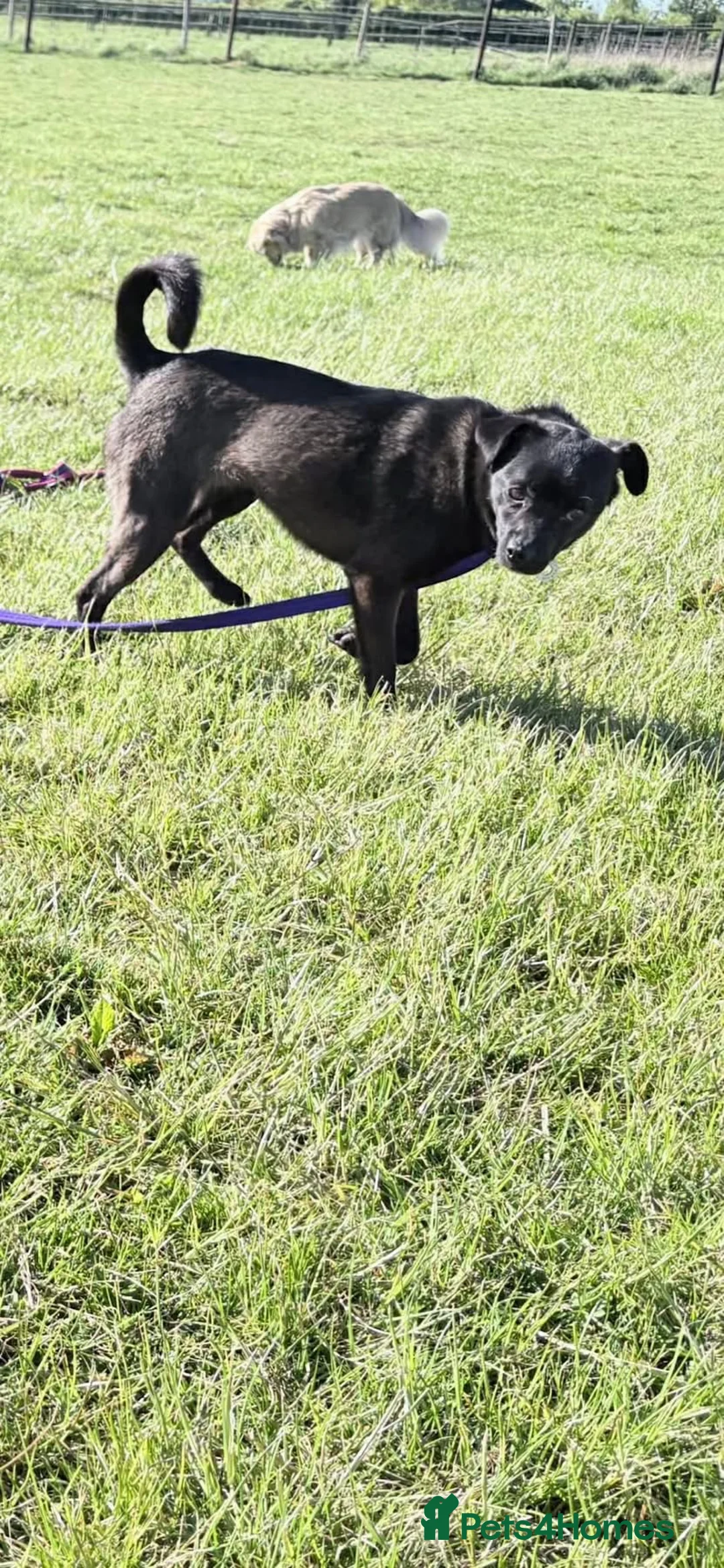 Mixed Breed dogs for adoption: Grace - Poringland Norfolk  in Norwich - Advert 2