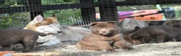 Chow Chow dogs for sale: Genuine chowski puppies  - Advert 30
