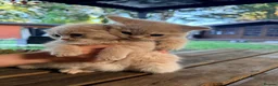 Scottish Fold cats for sale: Cute Scottish Fold Kittens 🐾 - Advert 4