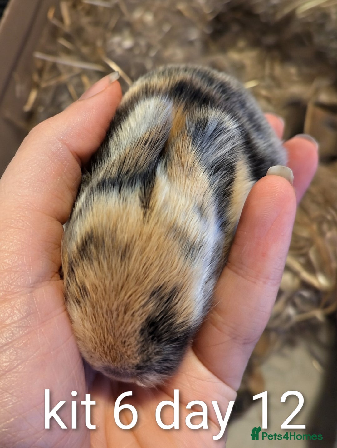 Mini Lop rabbits for sale: Pure bred mini lop babies (indoor only homes) - Advert 7