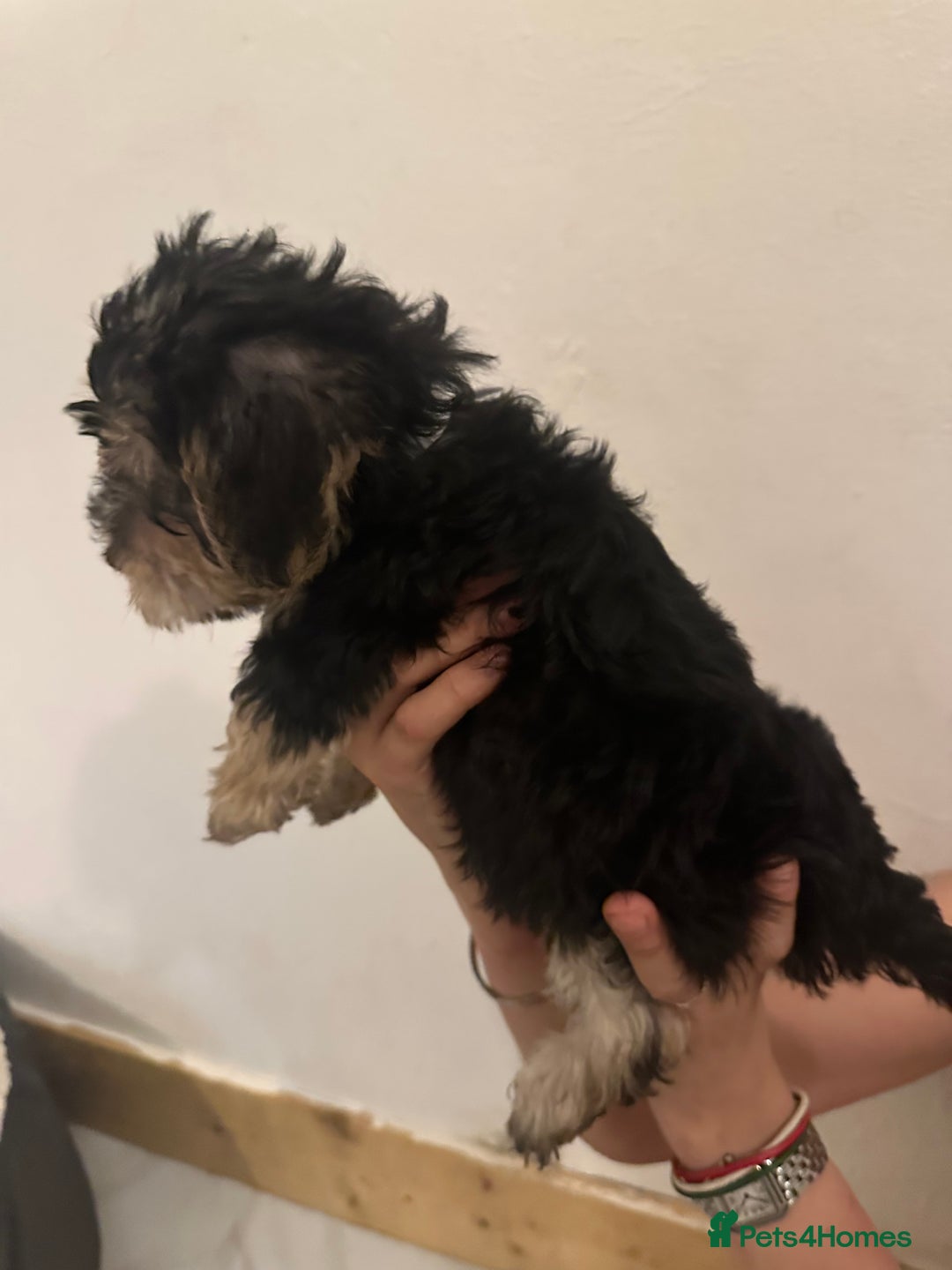 Yorkiepoo dogs for sale: 5 Beautiful F1 Yorkiepoo’s - Image 30