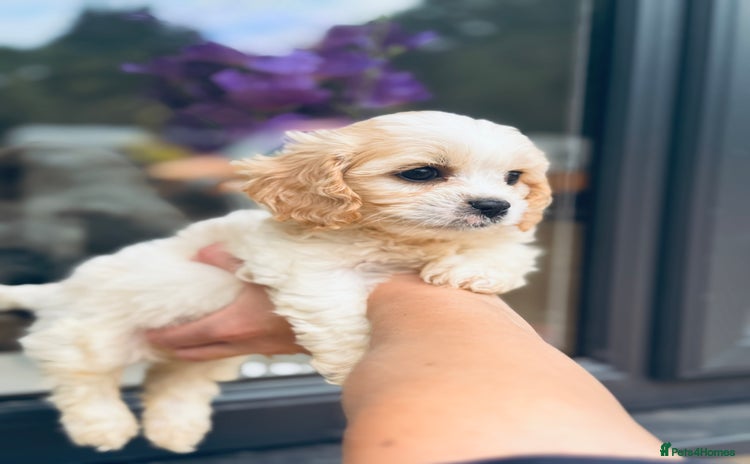Cavachon dogs - Advert 1
