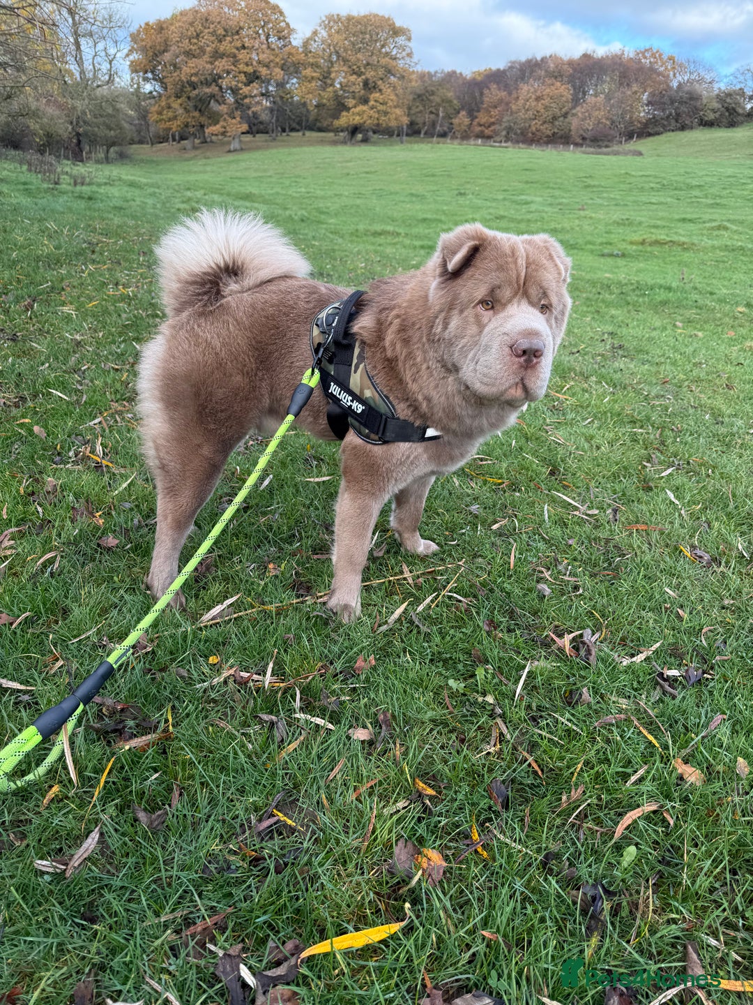Shar Pei dogs for stud: Yogi for Stud  - Advert 2