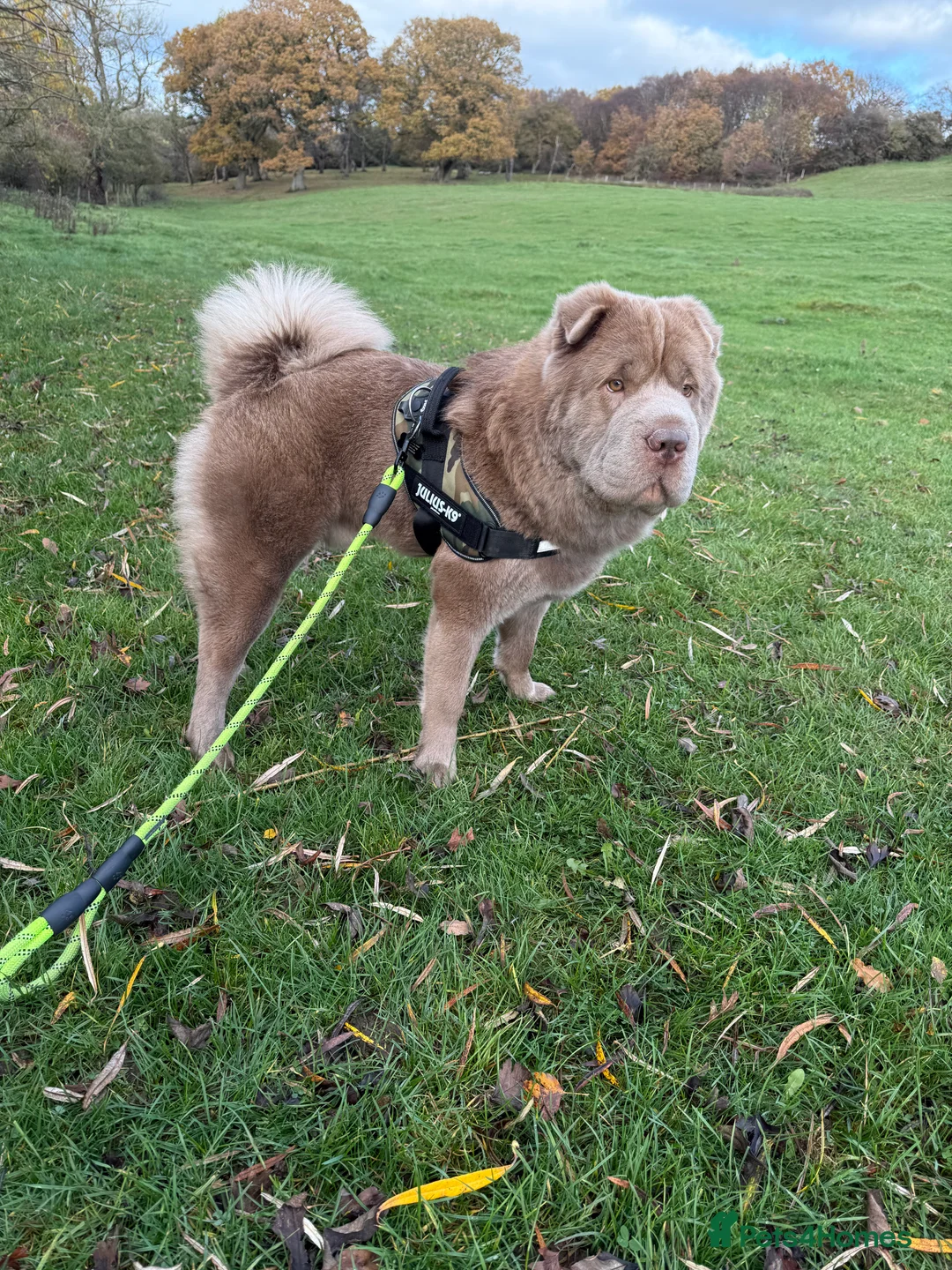 Shar Pei dogs for stud: Yogi for Stud  - Advert 2