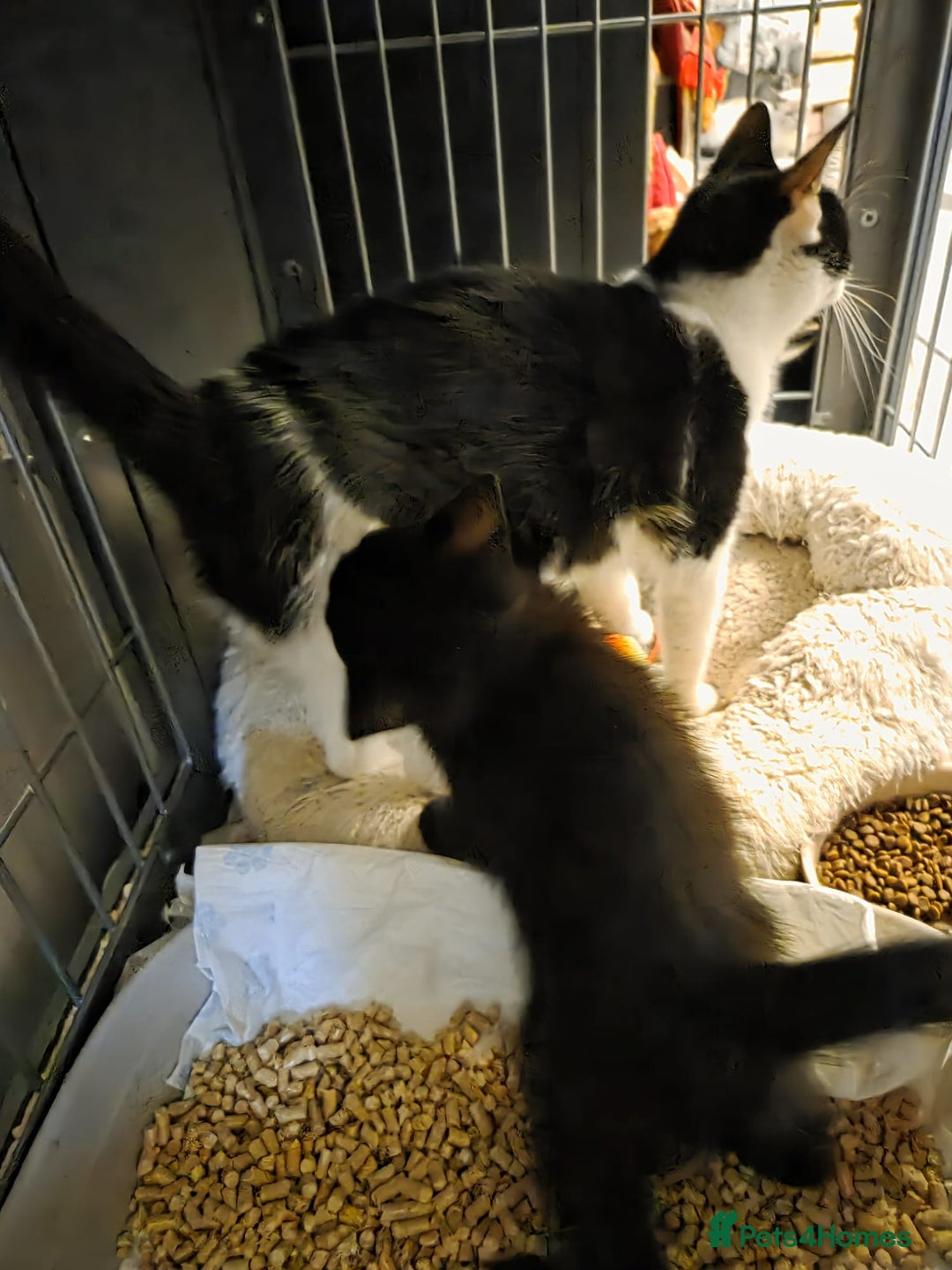 Mixed Breed cats for sale: 2 male cross BSH kittens ready now - Advert 9