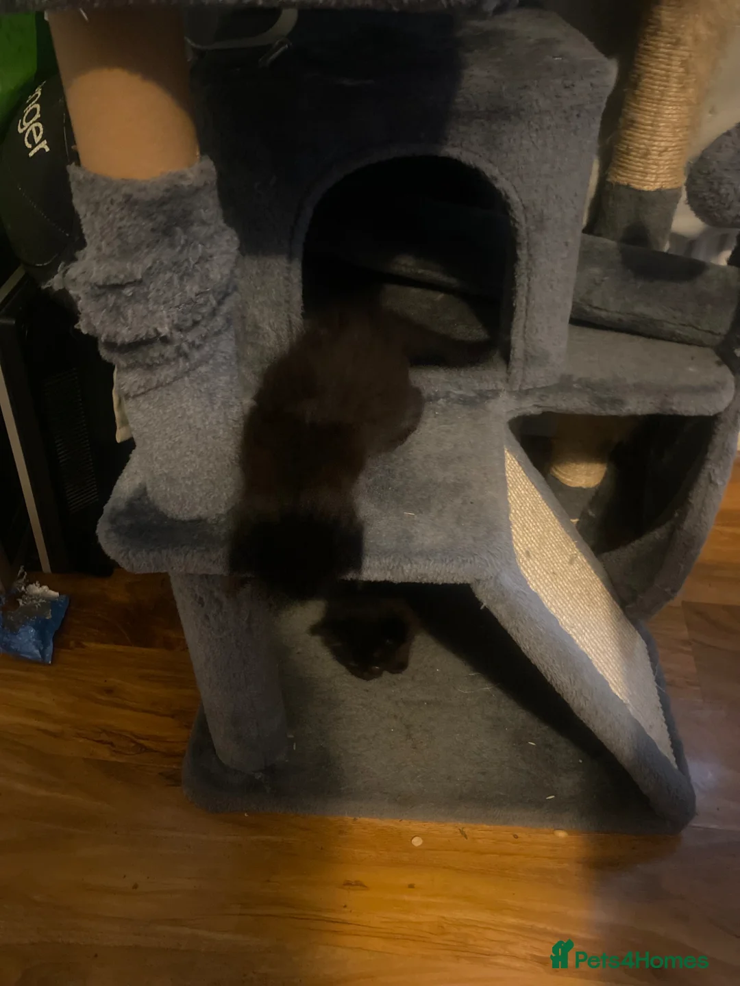 Ragdoll cats for sale: 5 beautiful Ragdoll kitten  - Advert 1