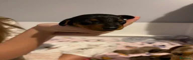 Miniature Dachshund 1