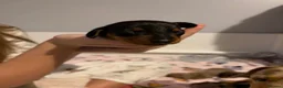 Miniature Dachshund dogs for sale: Beautiful litter of miniature dachshunds  in Sunderland - Advert 5