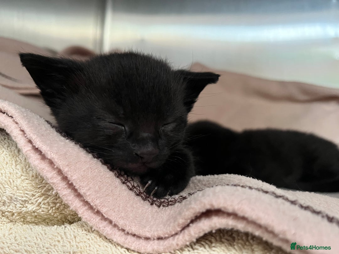 Mixed Breed cats for sale: Male black kitten - ready now - Image 16