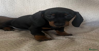 Dachshund dogs - Advert 9