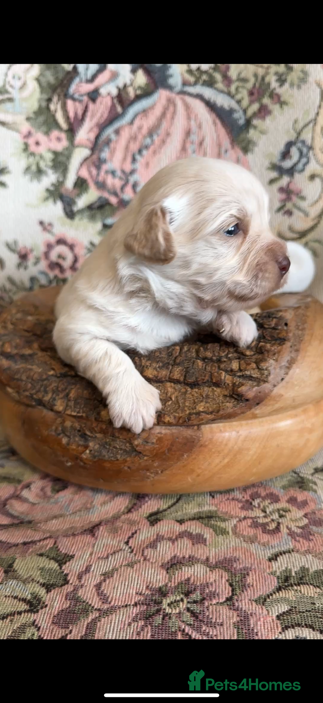 Shihpoo dogs for sale: ✨ Beautiful Shihpoo Puppies ✨  - Image 16