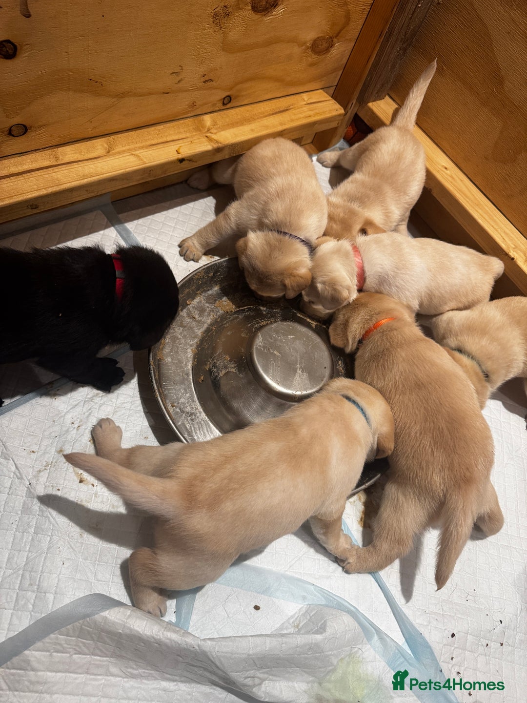 Labrador Retriever dogs for sale: English yellow Labradors  - Image 13