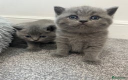 British Shorthair cats for sale: •Blue BSH Kittens – Ready Now . Last kitten left  - Image 11