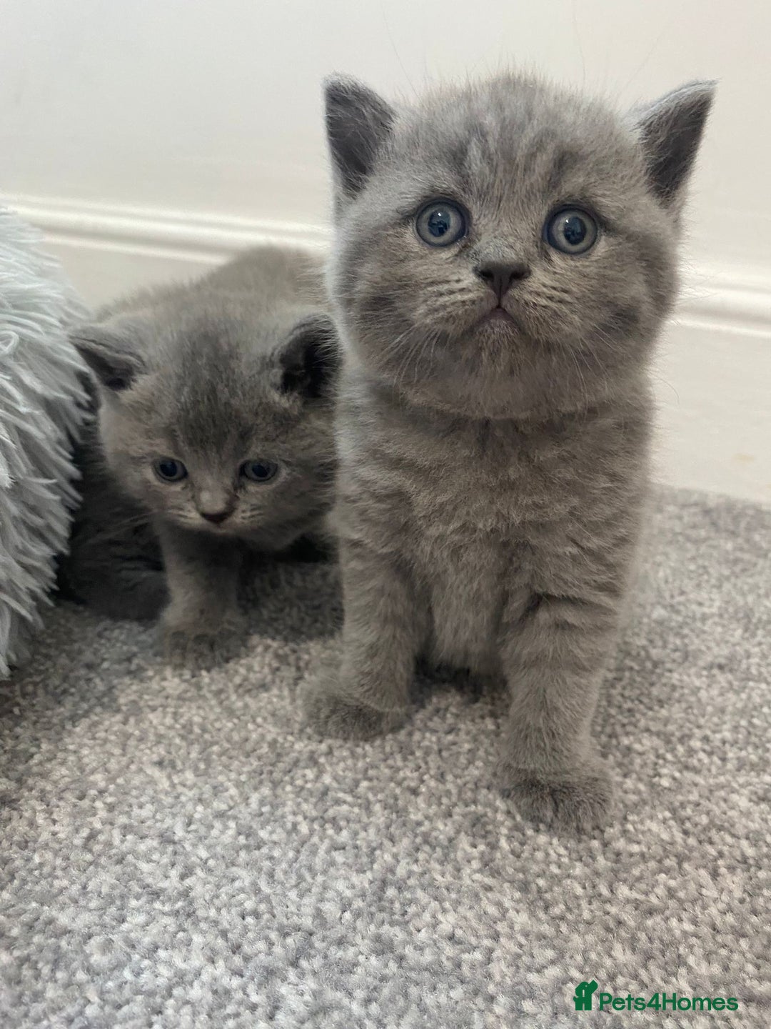 British Shorthair cats for sale: •Blue BSH Kittens – Ready Now . Last kitten left  - Image 11