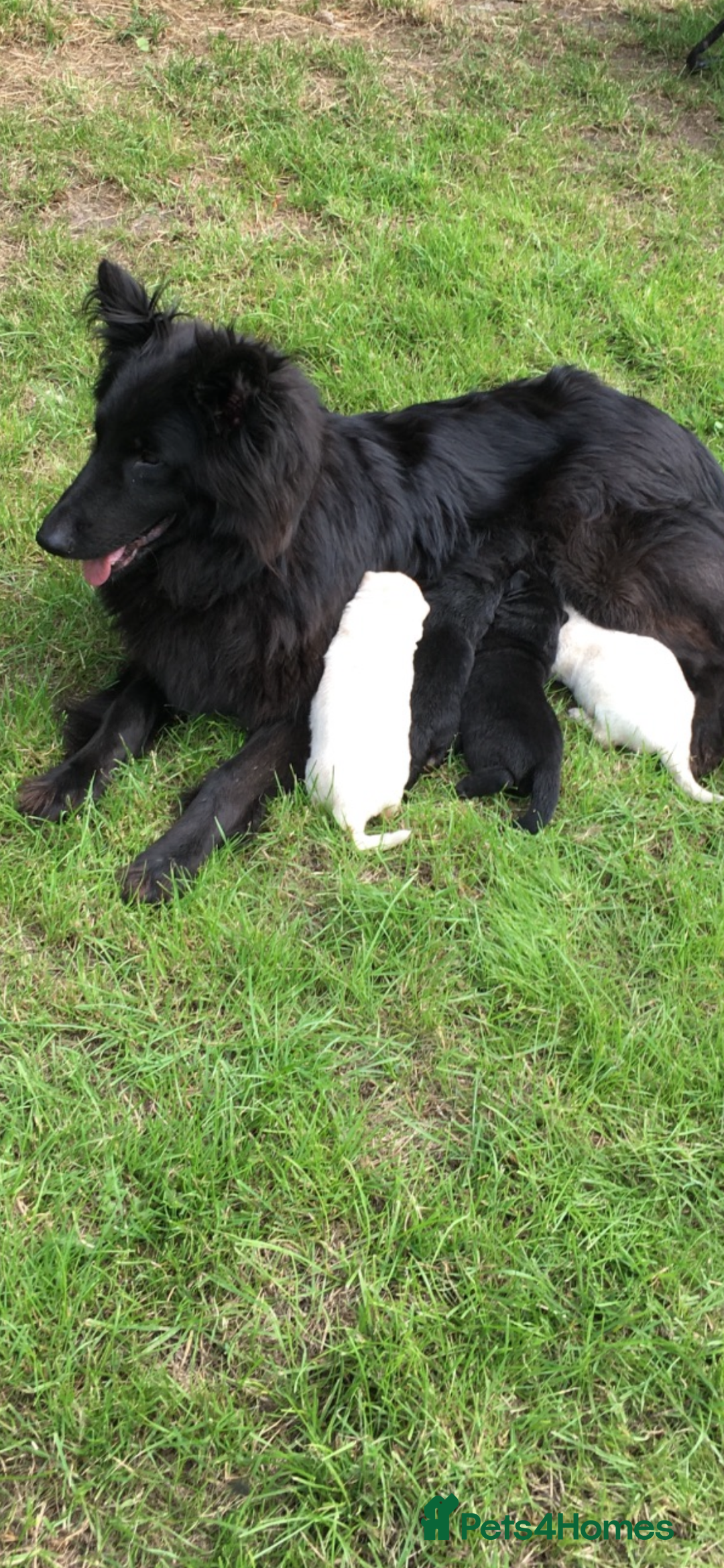 German Shepherd dogs for sale: German shepherd puppies  - Image 4