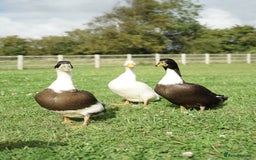 Ducks poultry for sale: 3 Male Ducks  in Ormskirk - Image 1