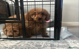 Cockapoo dogs for sale: 🐩🐶STUNNING F1 COCKAPOO PUPPIES🐶🐩 - Image 18