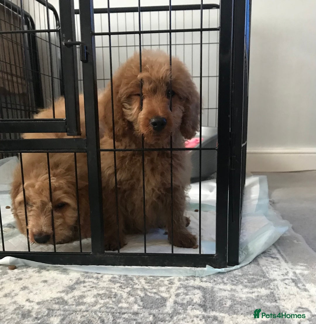 Cockapoo dogs for sale: 🐩🐶STUNNING F1 COCKAPOO PUPPIES🐶🐩 - Image 18