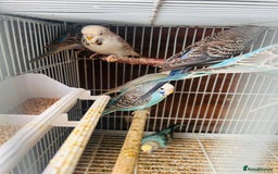 Budgerigars birds for sale: Budgies of various colours and ages  in Luton - Image 7