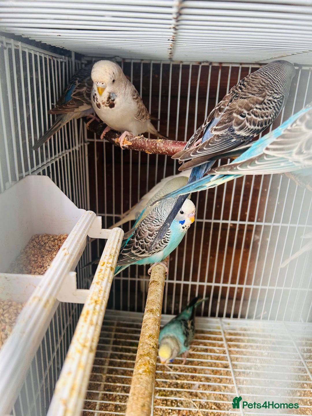 Budgerigars birds for sale: Budgies of various colours and ages  in Luton - Image 7