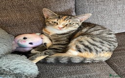 Domestic Shorthair cats for sale: Female Tabby and orange Kitten - Image 8