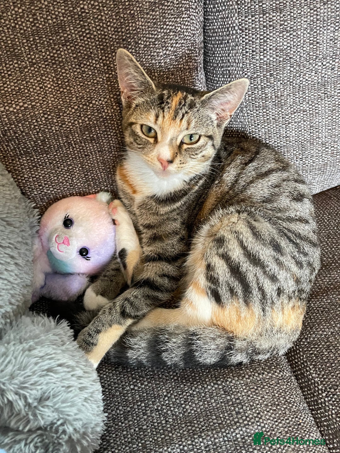 Domestic Shorthair cats for sale: Female Tabby and orange Kitten - Image 8