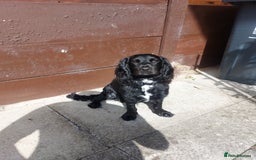 Cocker Spaniel dogs for sale: Working Show cocker spaniel  - Image 2