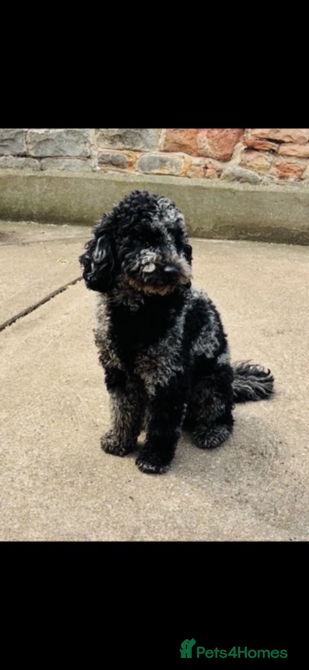 Cockapoo dogs for sale: Just 2 Beautiful Cockapoo Puppies  - Advert 2